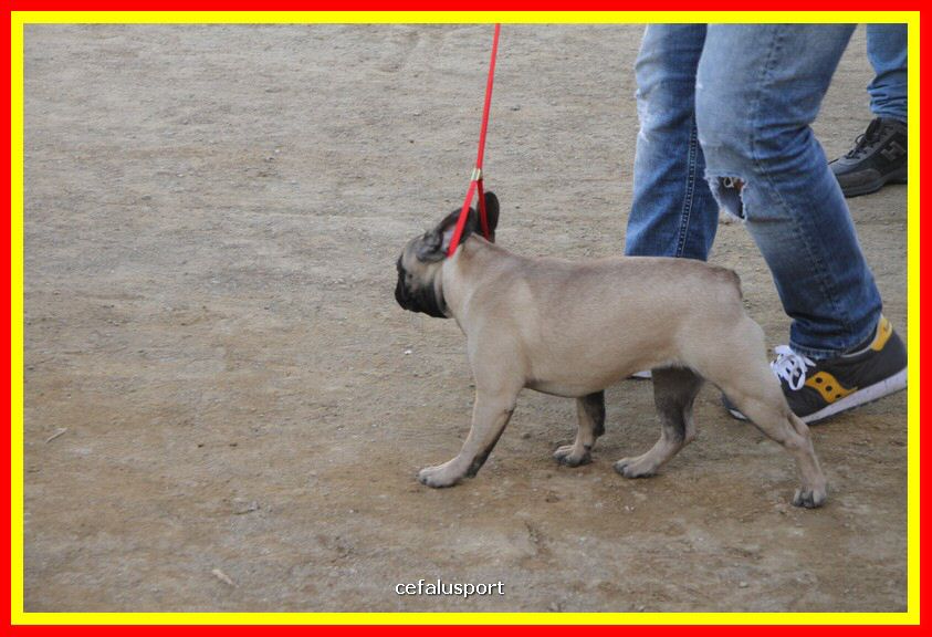 180311 mostra_canina 112.jpg